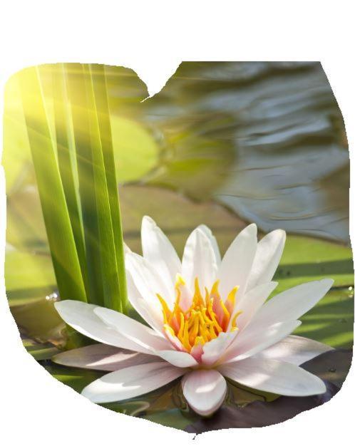 Lotus Flower Sant'Olcese Exterior photo